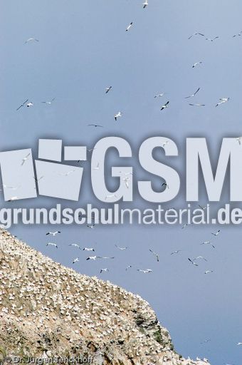 Basstölpel (2 von 24).jpg